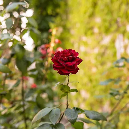 Szálloda Greifennest Rostock